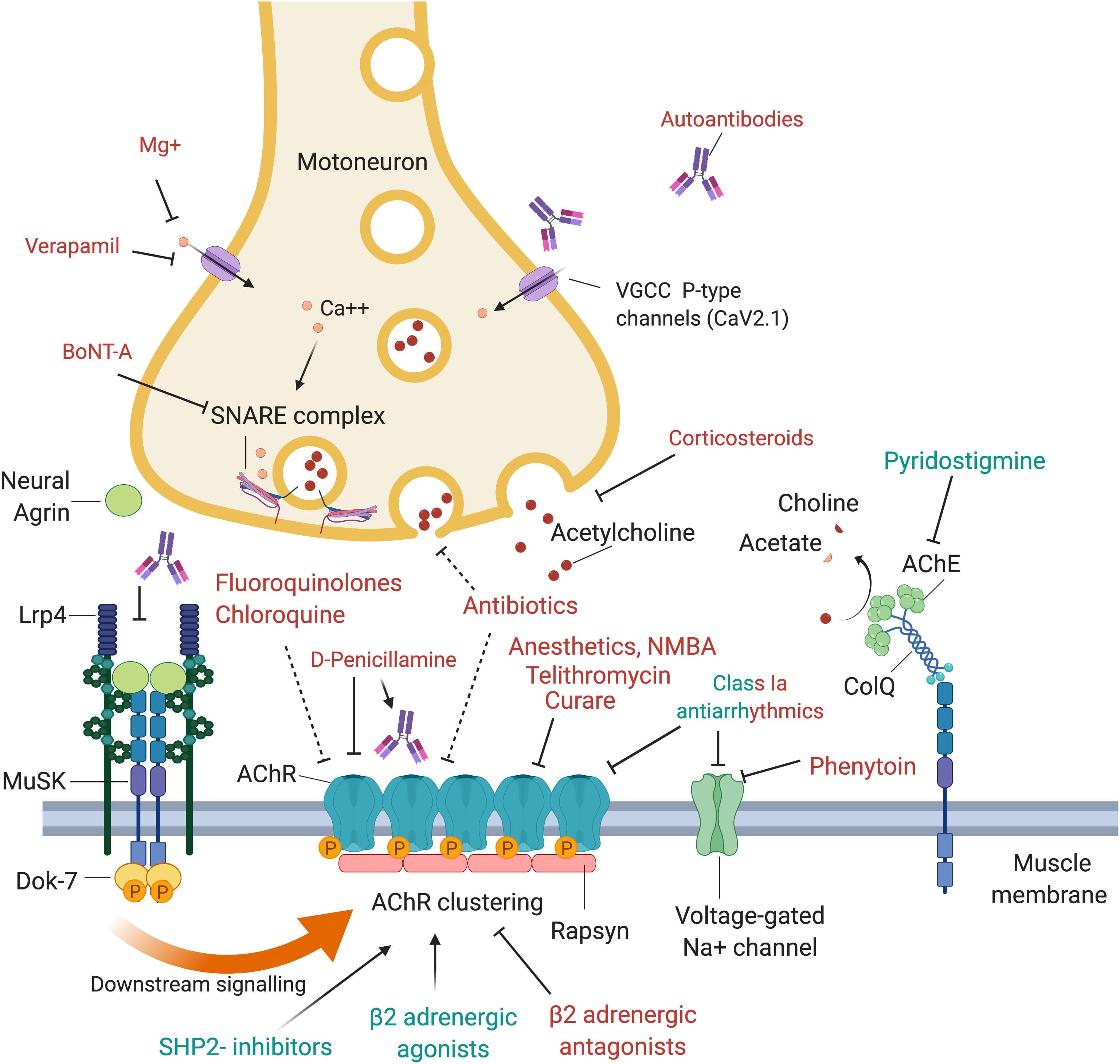 semaglutide and myasthenia gravis semaglutide and myasthenia gravis Myasthenia
