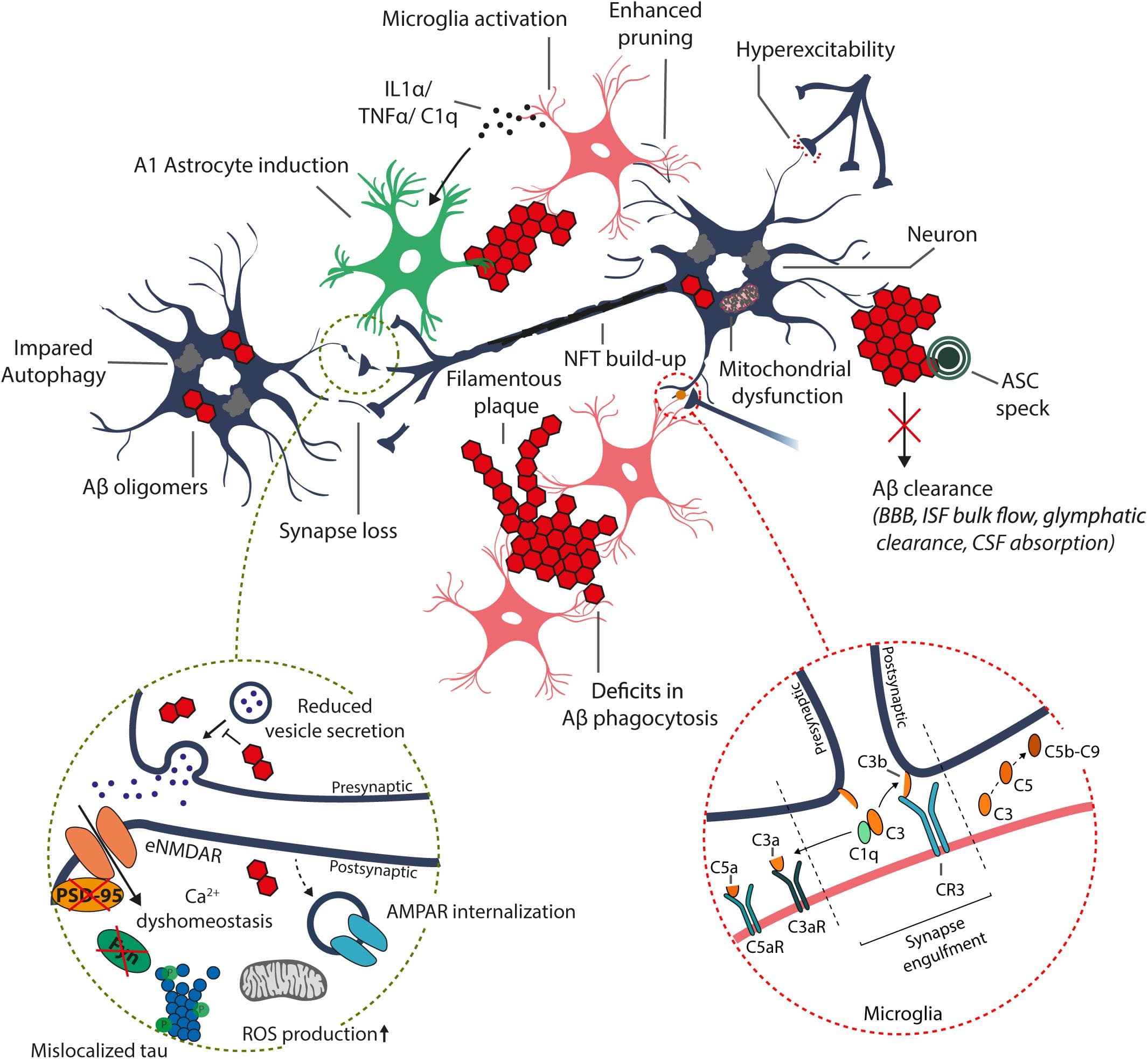 Mechanisms of Alzheimer's disease, Frontiers | Molecular Mechanisms of Synaptotoxicity and Neuroinflammation in Alzheimer’s Disease