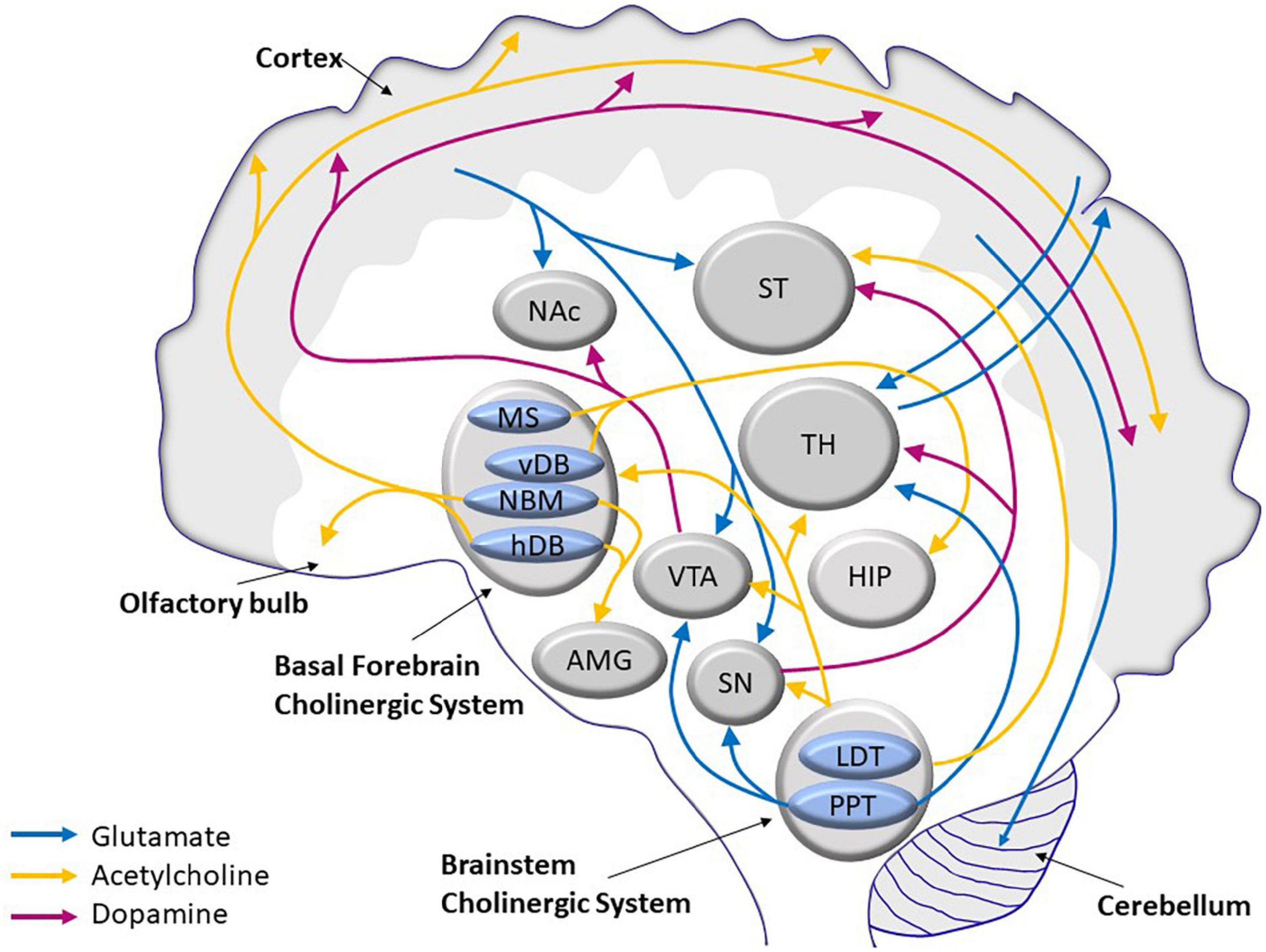 Mechanisms of Alzheimer's drugs, Frontiers | The Biology and Pathobiology of Glutamatergic, Cholinergic, and Dopaminergic ...