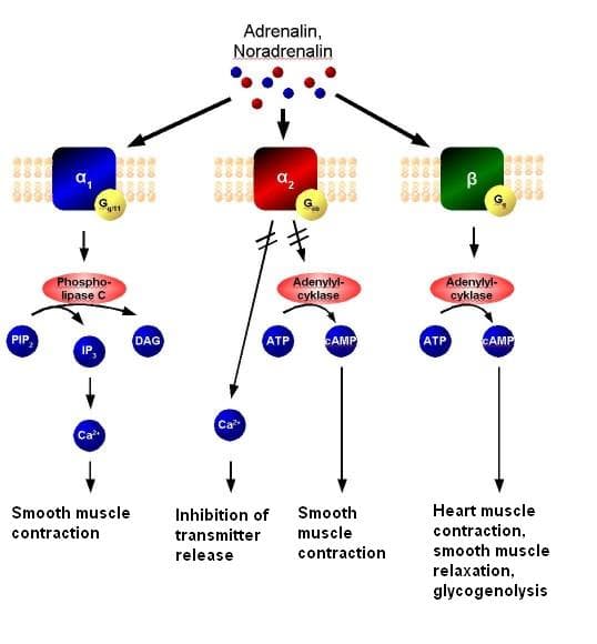 Mechanisms of Action, Adrenergic receptor - wikidoc