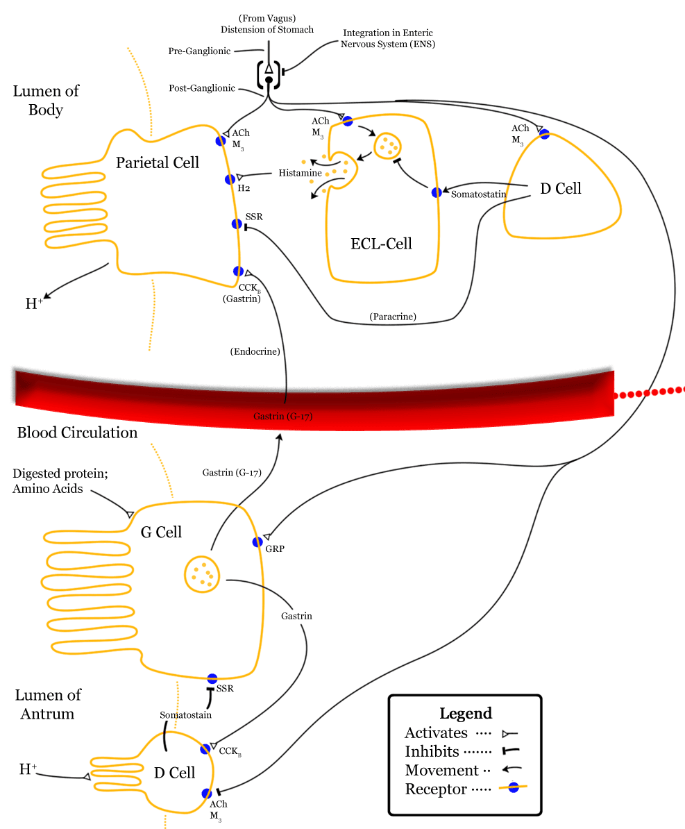 Mechanisms of action, G cell - wikidoc