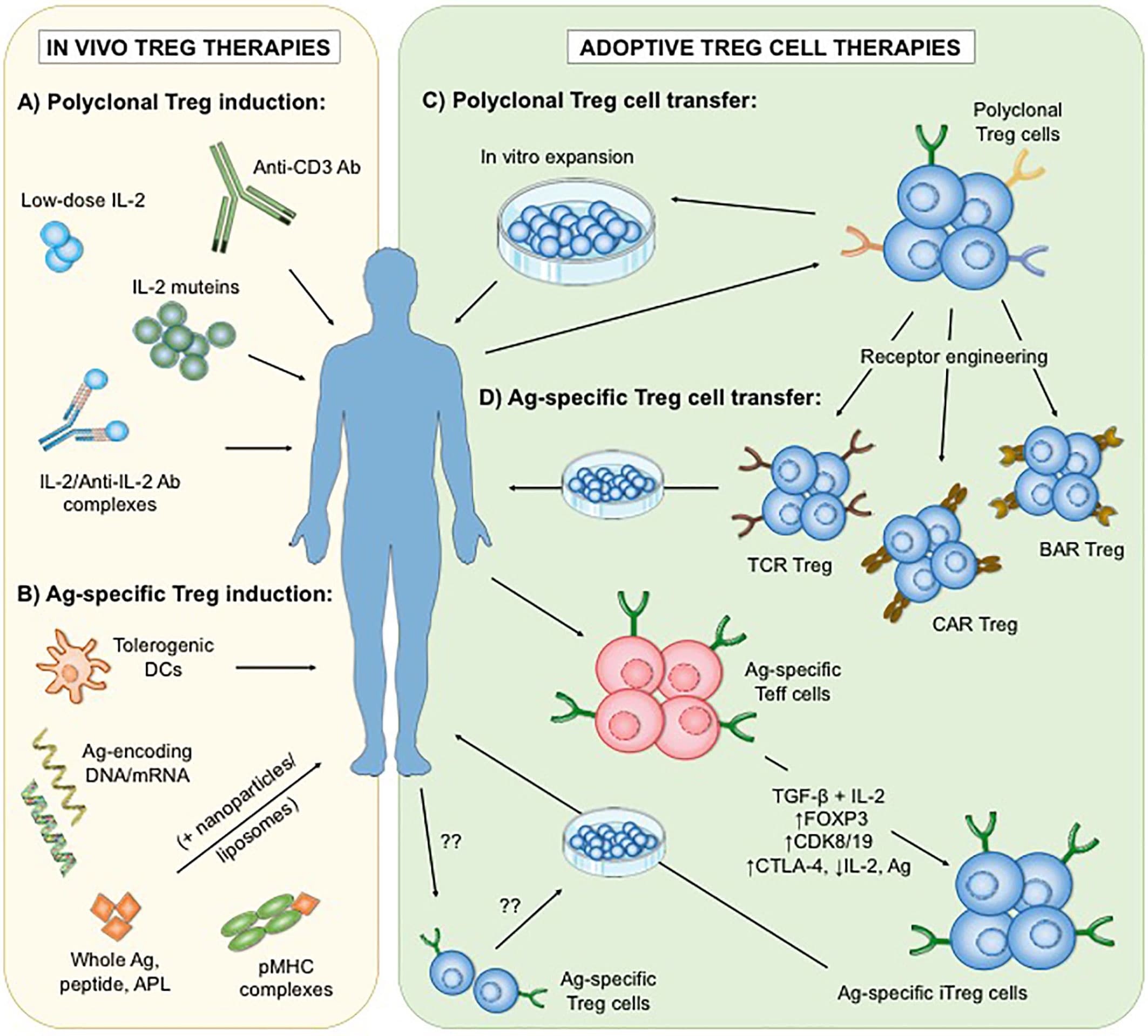 Mechanisms of autoimmune disorders, Frontiers | Antigen-Specific Regulatory T Cell Therapy in Autoimmune Diseases and Transplantation