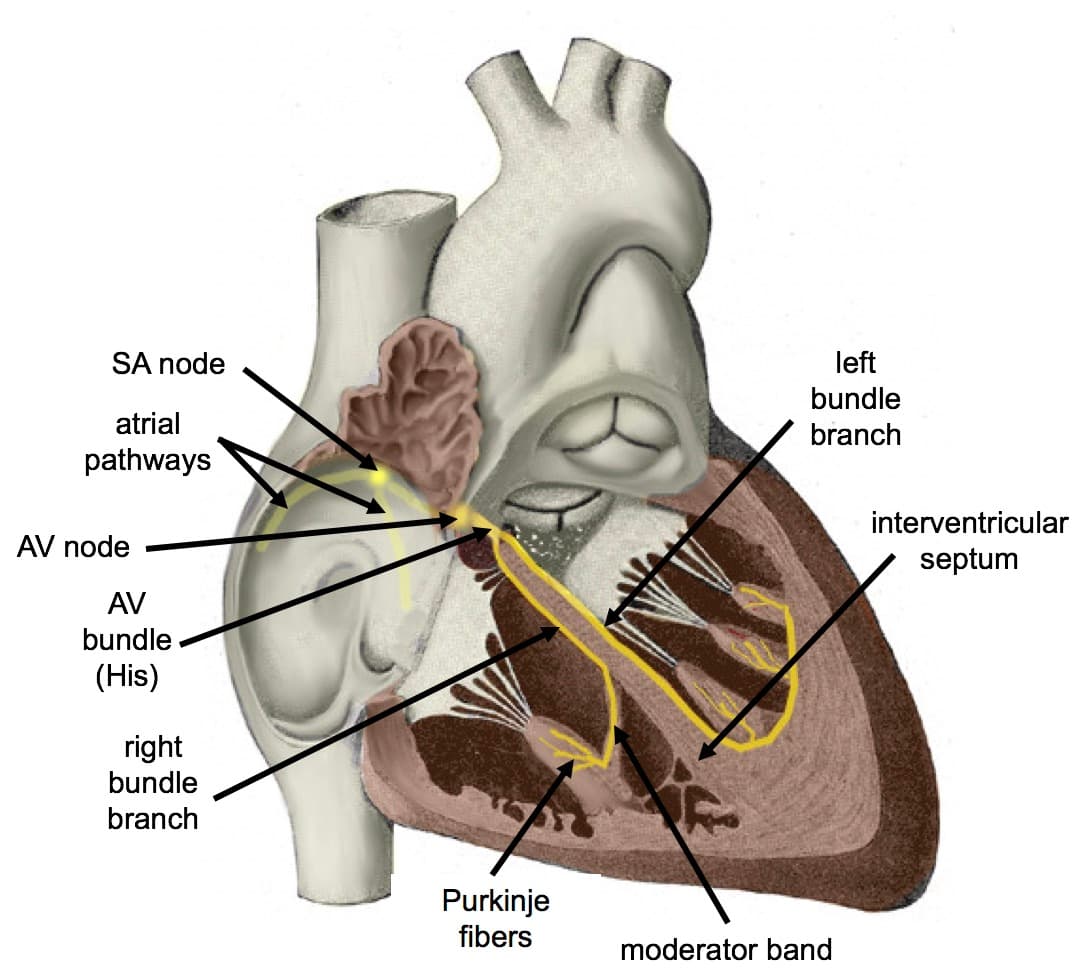 Mechanisms of calcium channel blockers, 14.3 Heart – Human Biology