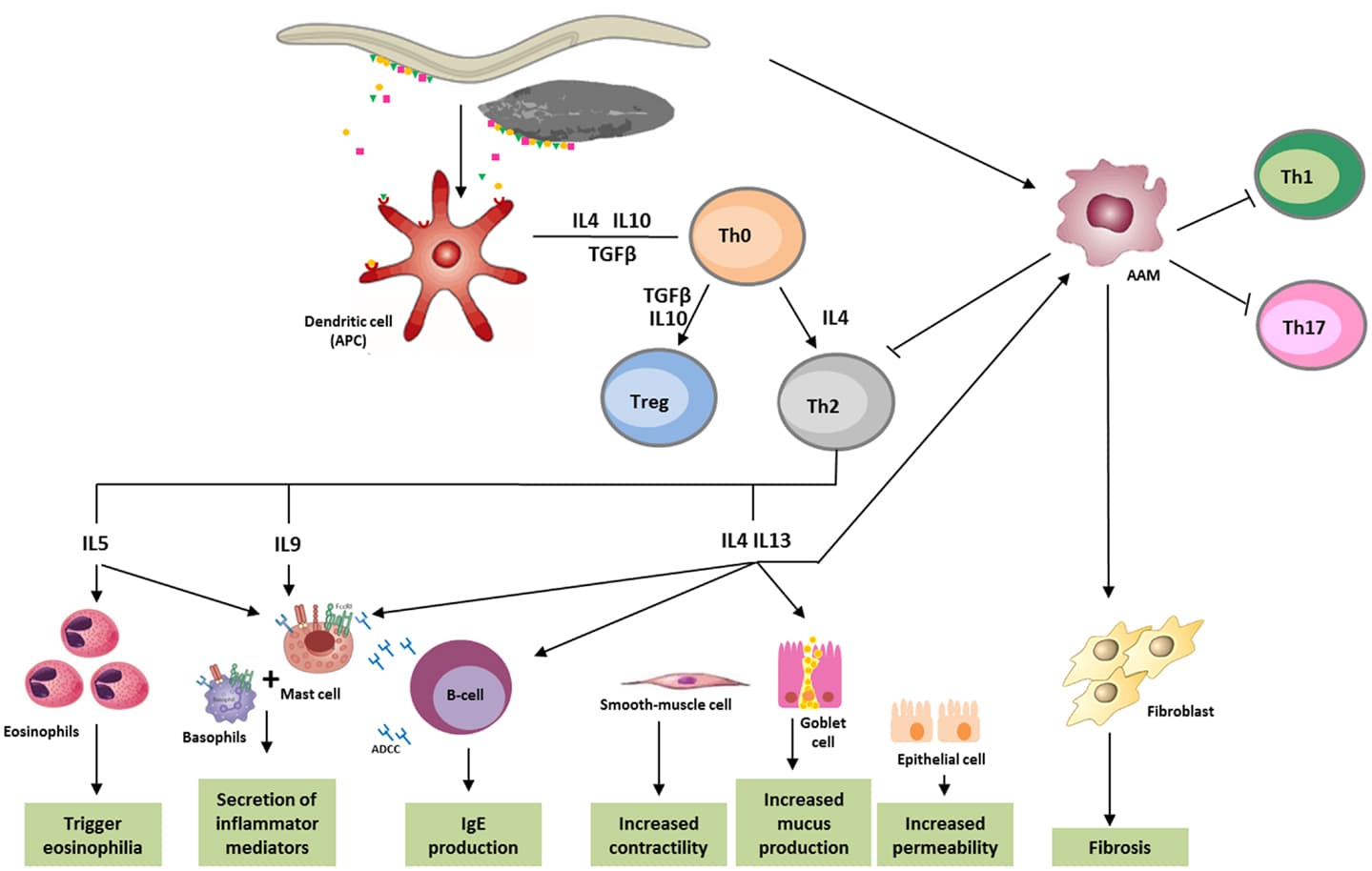 Mechanisms of common STIs, Frontiers | The Role of Extracellular Vesicles in Modulating the Host Immune Response during ...