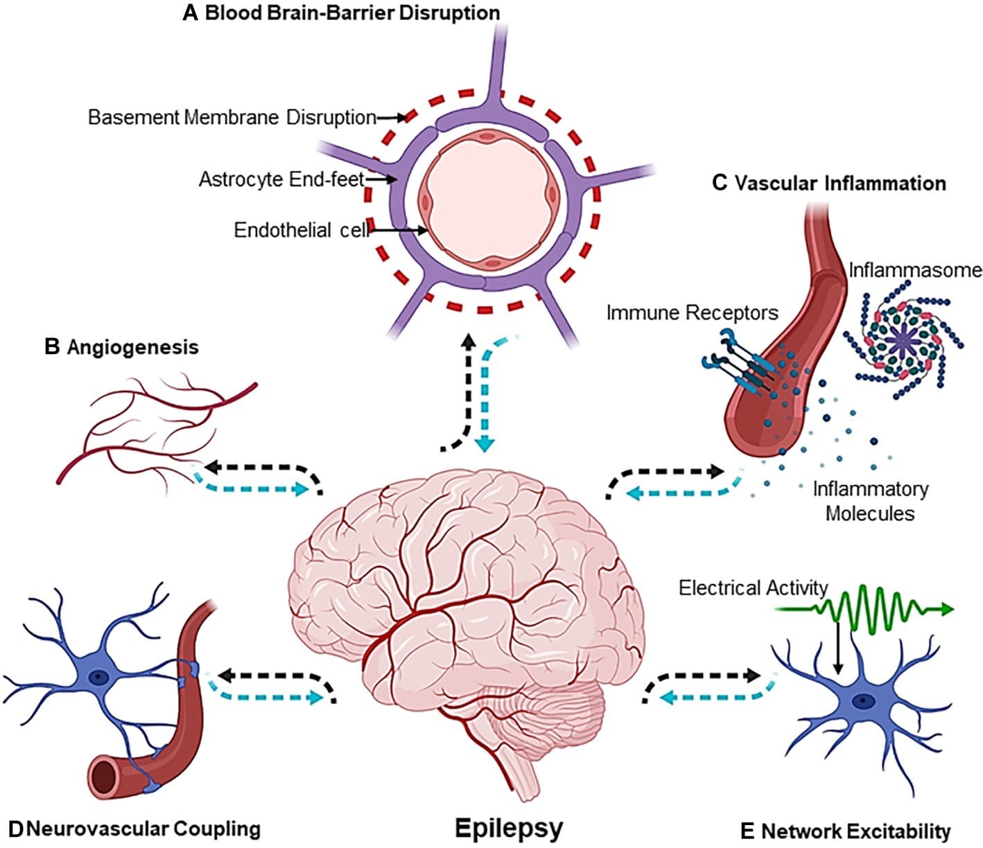 Mechanisms and manifestations of epilepsy, Frontiers | Vascular Integrity and Signaling Determining Brain Development, Network Excitability ...