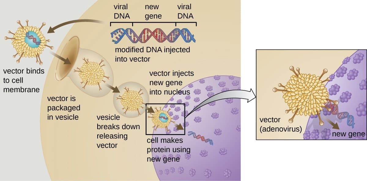 Mechanisms of gene therapy, Gene Therapy | Microbiology