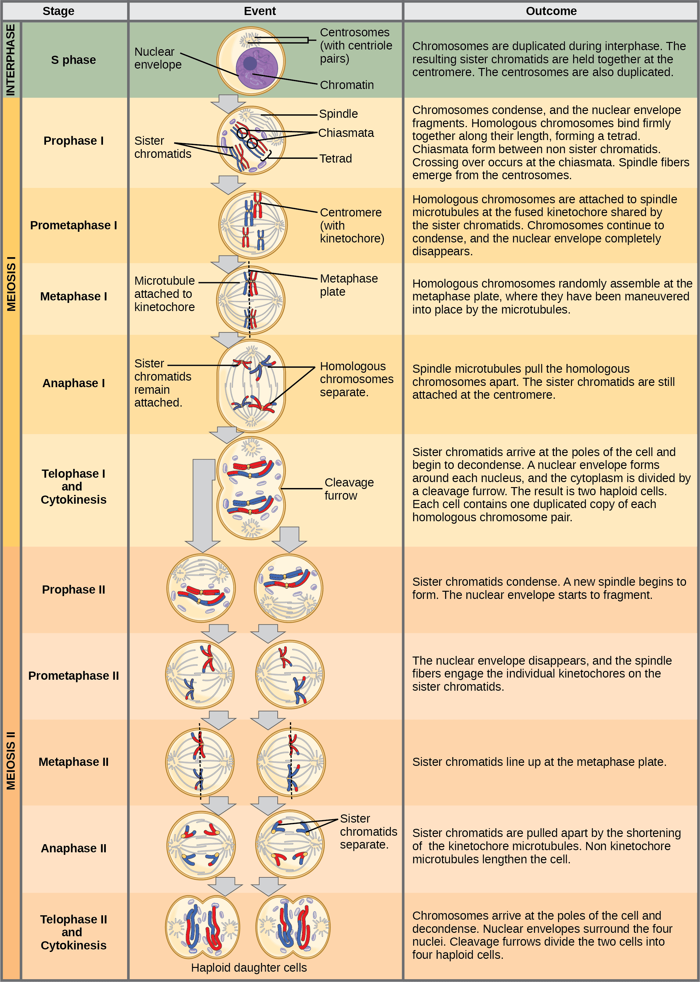 Mechanisms of Genetic Exchange, The Process of Meiosis | OpenStax Biology 2e