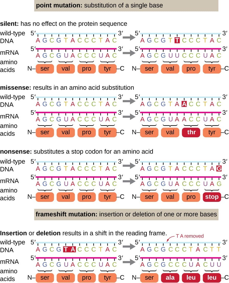 Mechanisms of genetic mutations, Mutations | Microbiology