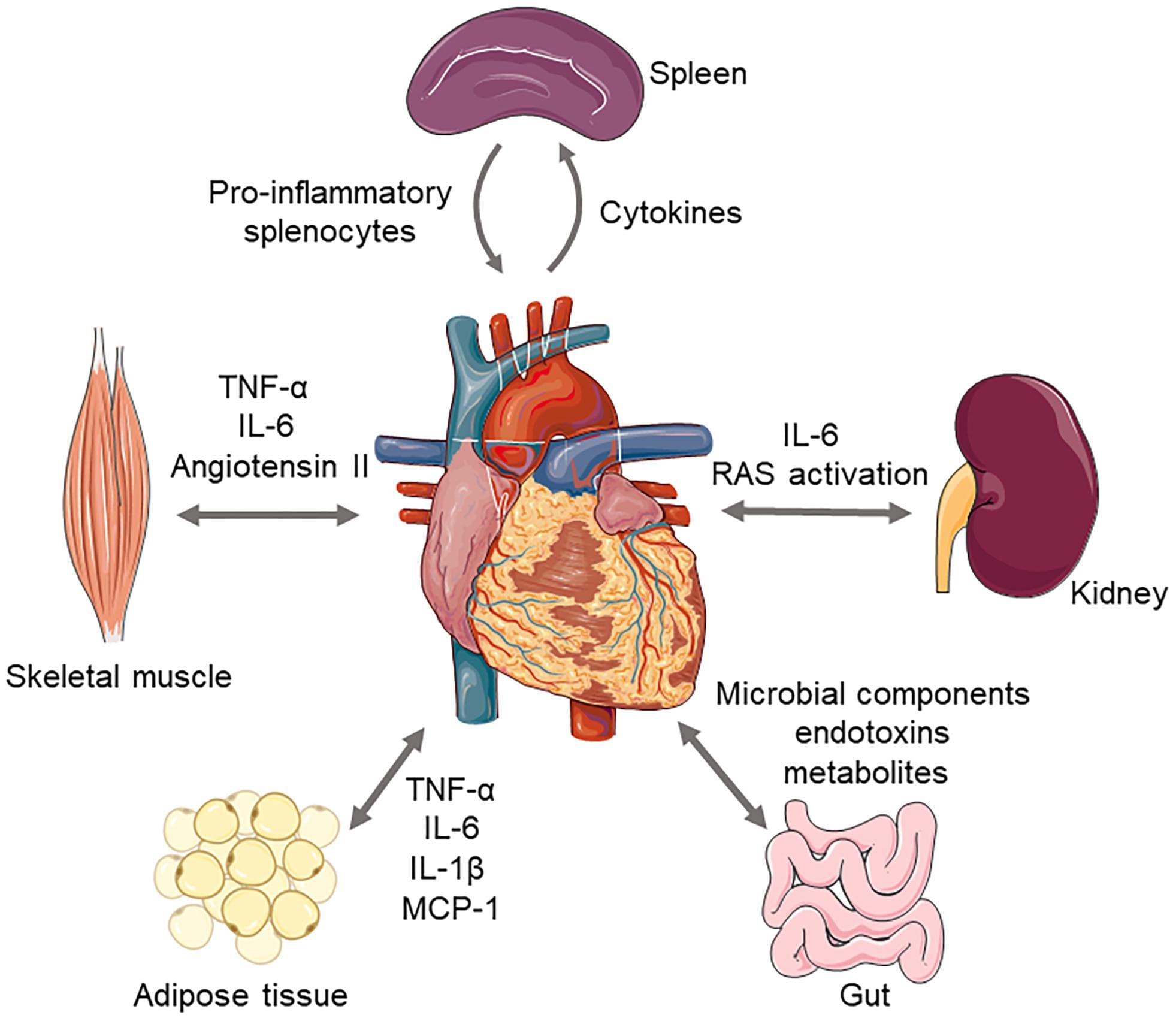 Mechanisms of heart failure, Frontiers | Inflammatory Cytokines, Immune Cells, and Organ Interactions in Heart Failure