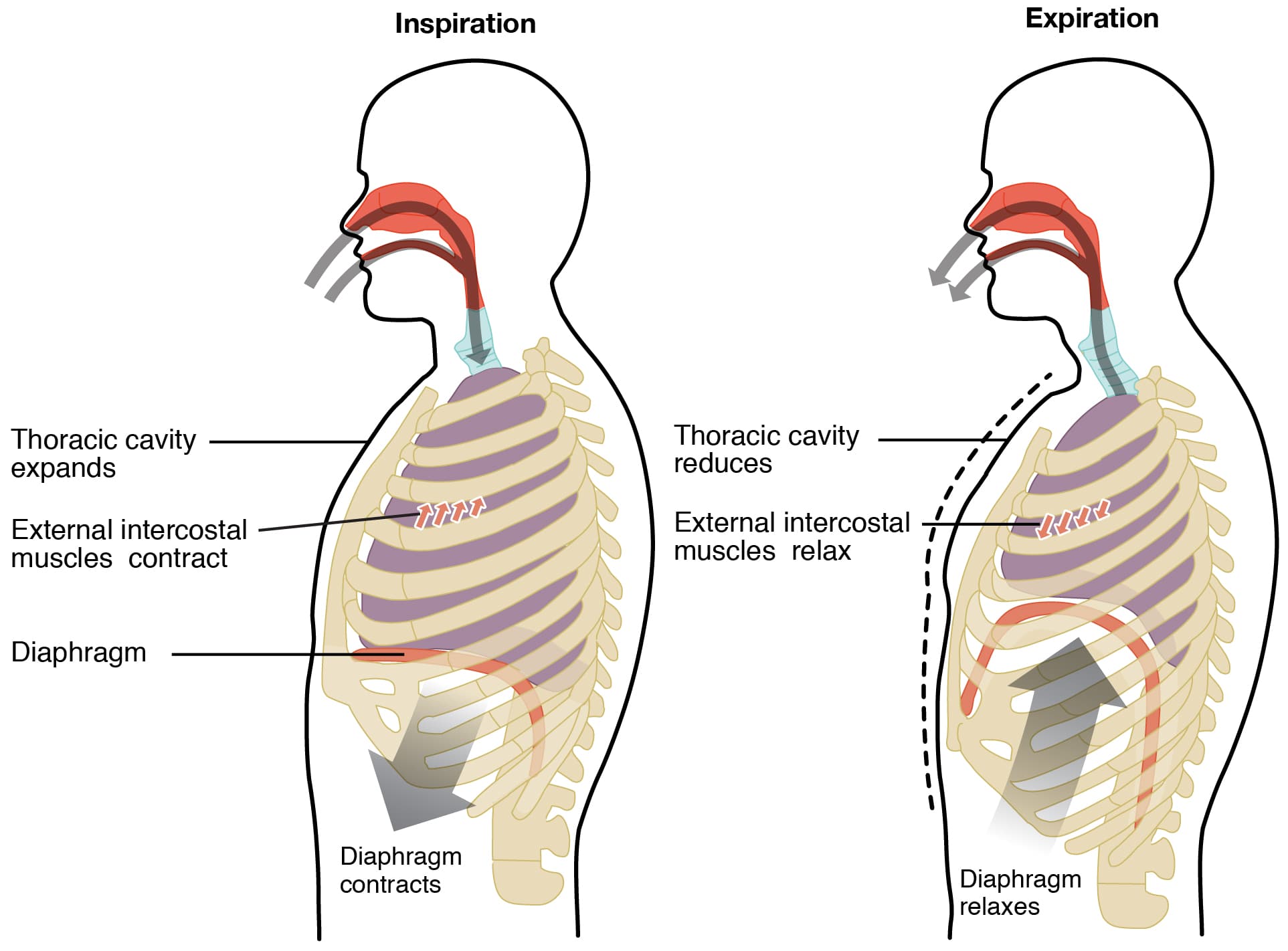 Mechanisms of inhalation and exhalation, The Process of Breathing · Anatomy and Physiology