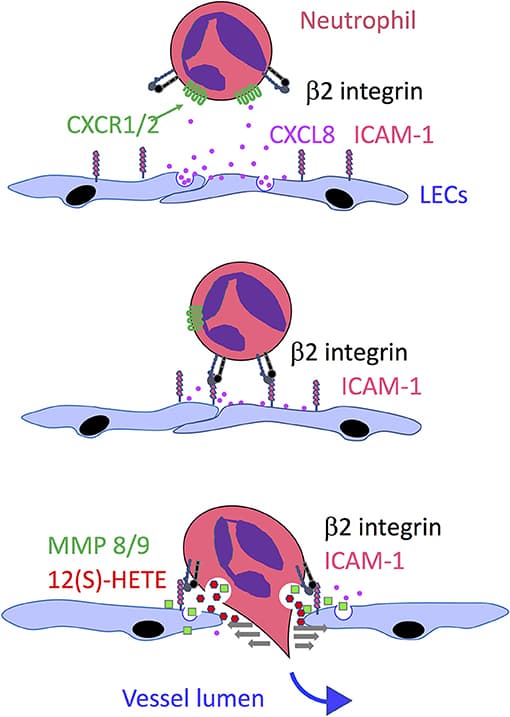 Mechanisms of leukocyte trafficking, Frontiers | Leucocyte Trafficking via the Lymphatic Vasculature— Mechanisms and Consequences