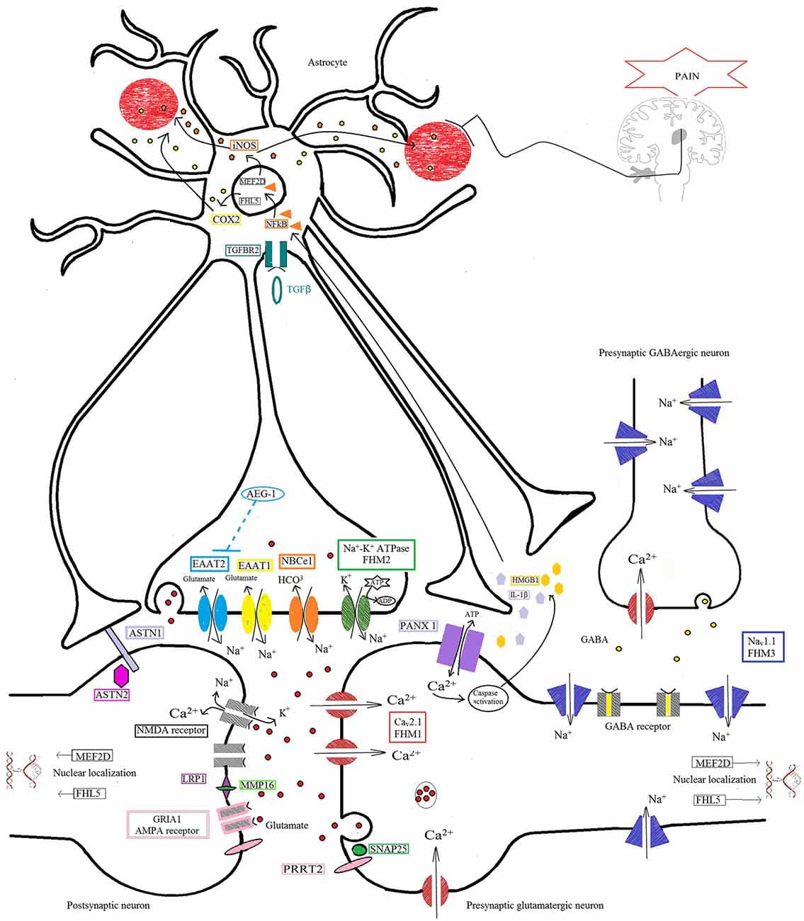 Mechanisms of migraine headaches, Frontiers | The Revolution in Migraine Genetics: From Aching Channels Disorders to a Next ...