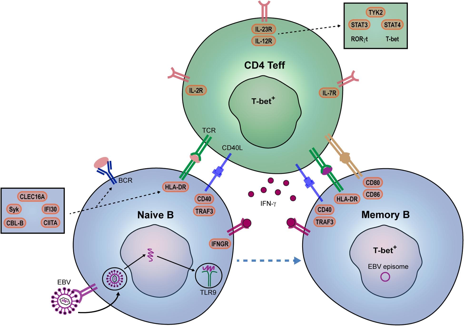 Mechanisms of multiple sclerosis, Frontiers | B and T Cells Driving Multiple Sclerosis: Identity, Mechanisms and Potential Triggers