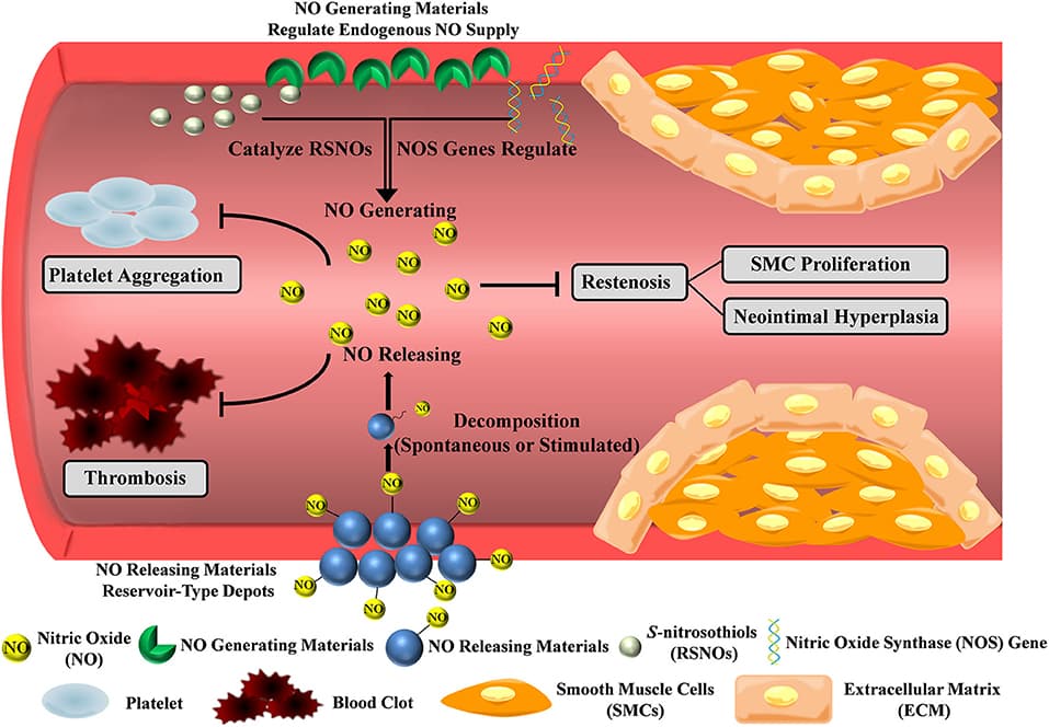 Mechanisms of nitrates for angina, Frontiers | Nitric Oxide-Producing Cardiovascular Stent Coatings for Prevention of Thrombosis ...