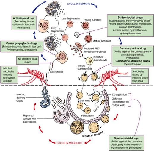 Mechanisms of parasitic infections, 13.8B: Antiprotozoan and Antihelminthic Drugs - Biology LibreTexts