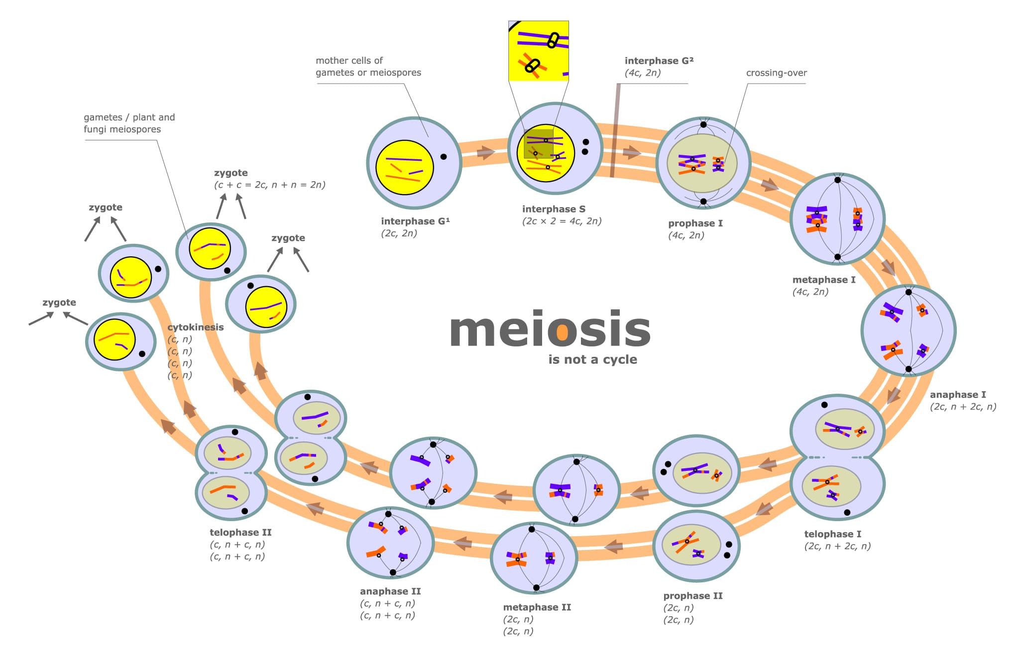 Process and Purpose of Meiosis, File:Meiosis diagram.jpg - Wikipedia