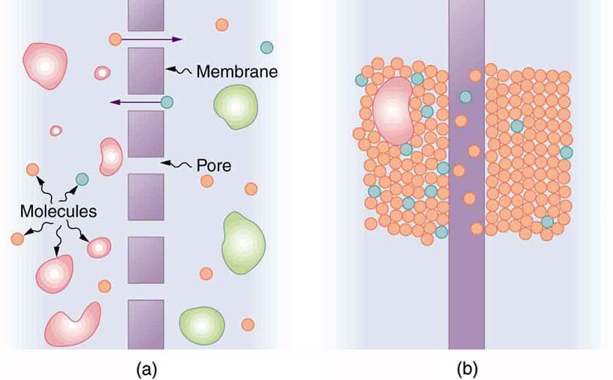 Principles and Applications, Molecular Transport Phenomena: Diffusion, Osmosis, and Related Processes | Physics