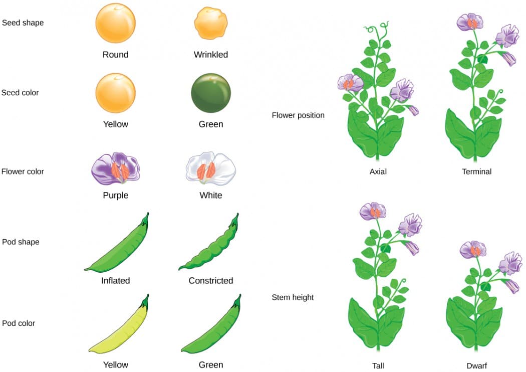Mendel's genetics contributions, Mendel’s Experiments | OpenStax: Concepts of Biology
