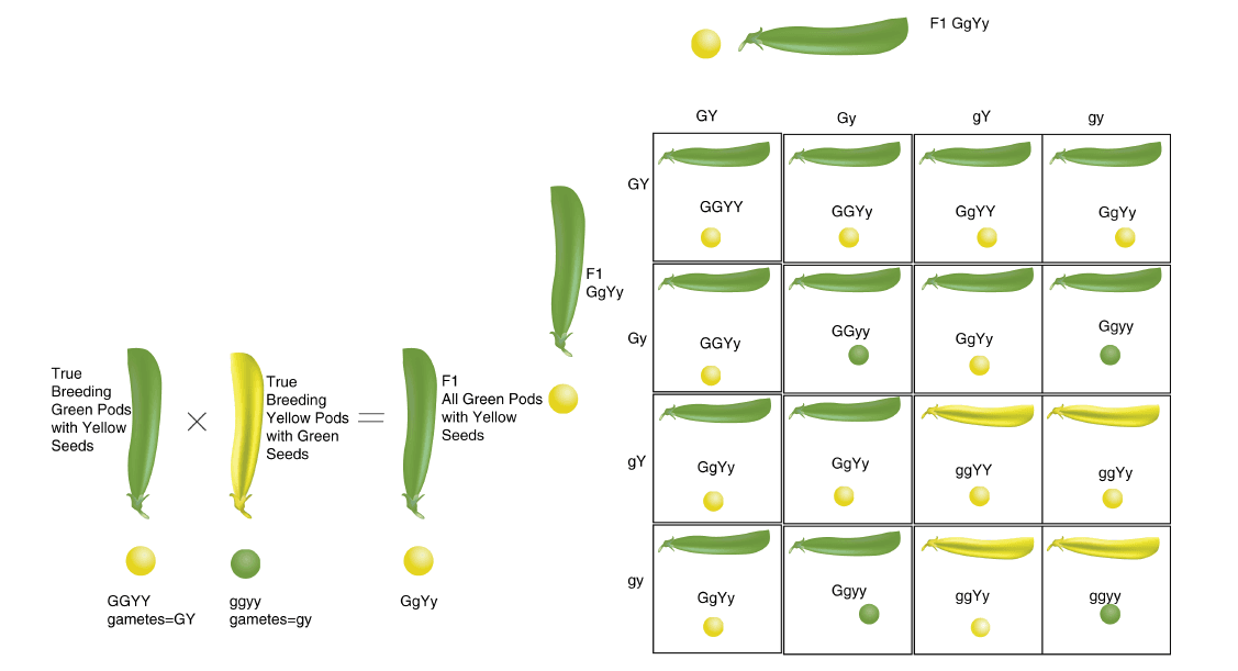 Principles of Mendelian inheritance, Mendelian Inheritance ‹ OpenCurriculum