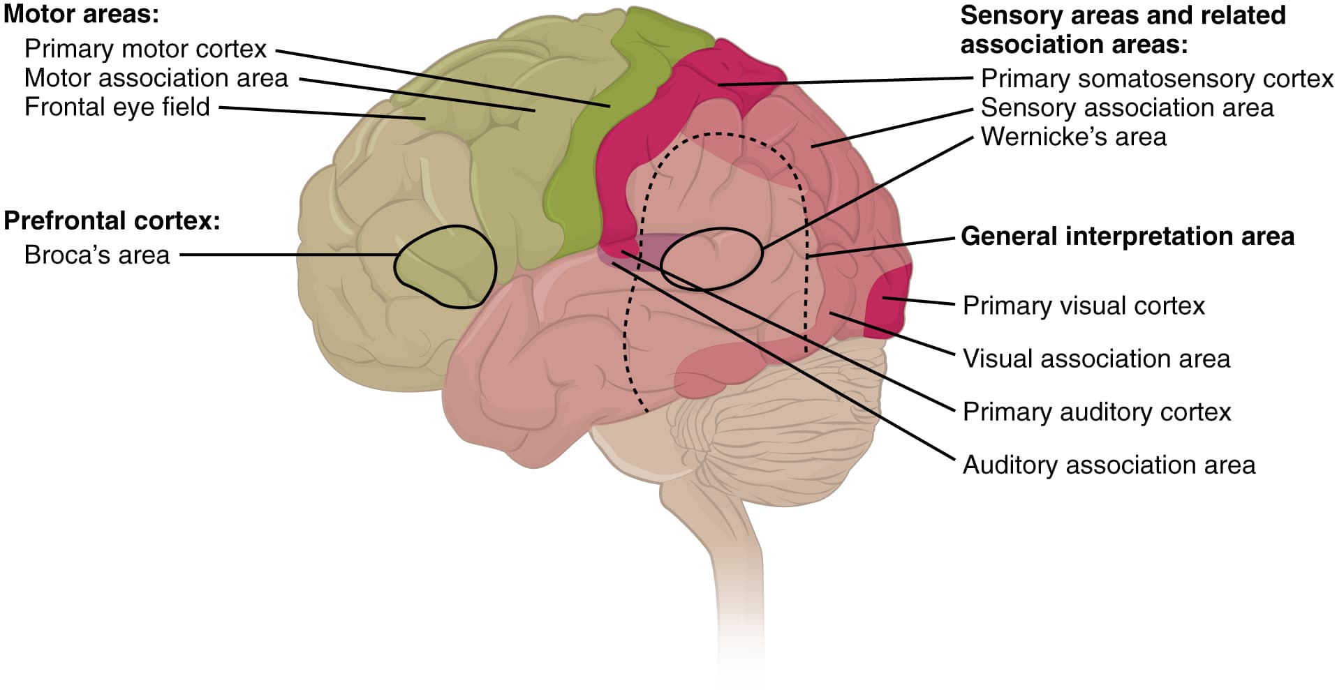 Mental status and cerebral functions, The Mental Status Exam · Anatomy and Physiology