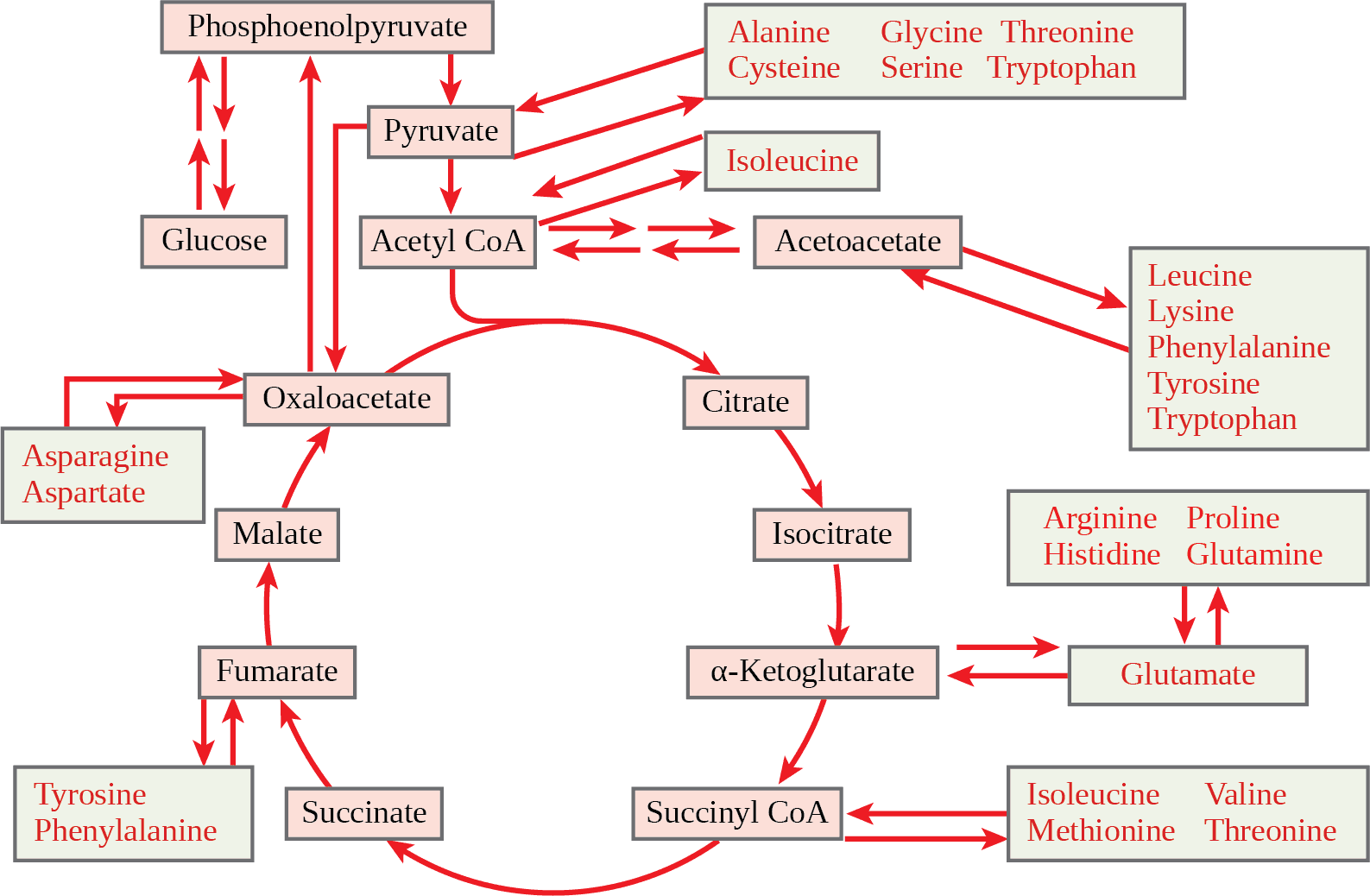 Metabolic Cooperation and Glucose Cycles, Connections of Carbohydrate, Protein, and Lipid Metabolic Pathways | OpenStax Biology 2e
