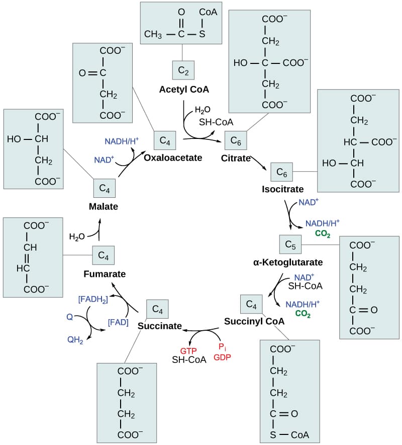 Metabolic pathway databases, Oxidation of Pyruvate and the Citric Acid Cycle | OpenStax Biology 2e