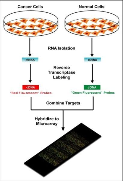 Microarray technology, DNA microarray - wikidoc