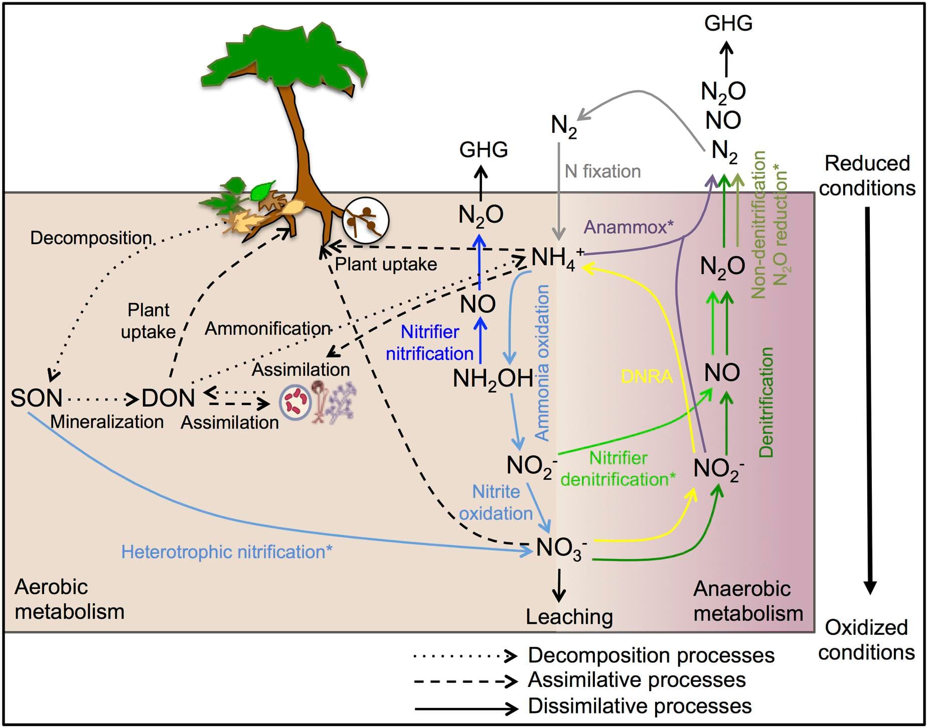 Microbial Processes and Their Significance, Frontiers | Ecology of Nitrogen Fixing, Nitrifying, and Denitrifying Microorganisms in Tropical ...