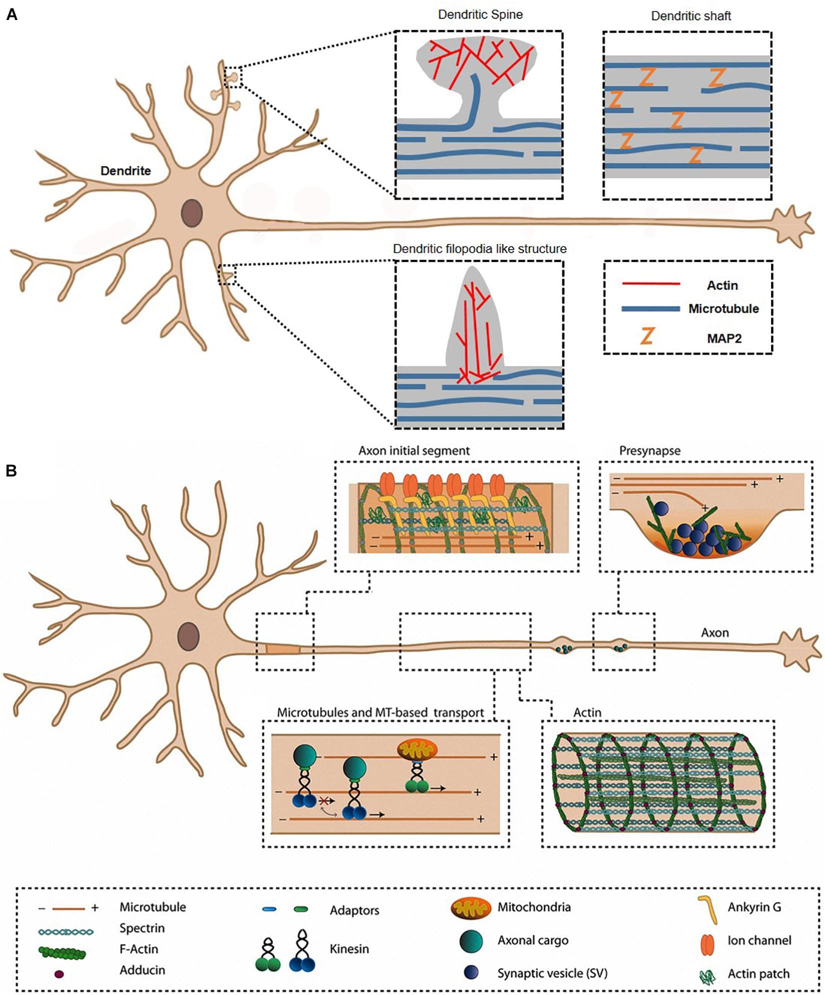 Structure and role of microfilaments, Frontiers | Direct Visualization of Actin Filaments and Actin-Binding Proteins in Neuronal Cells