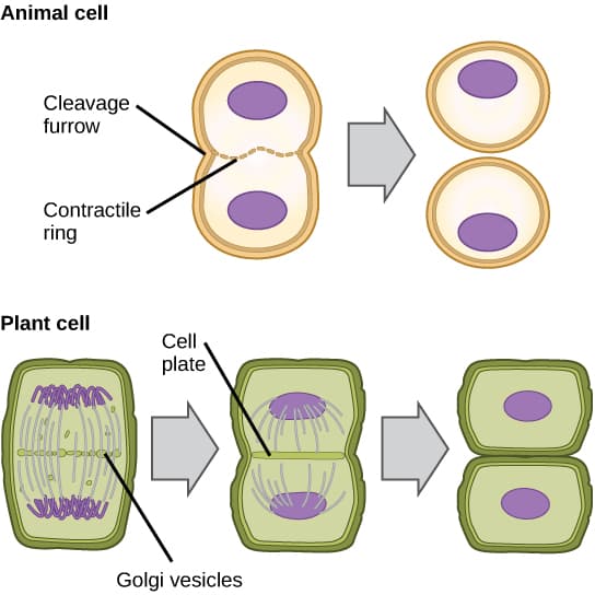Structure and function of microtubules, 10.2B: The Mitotic Phase and the G0 Phase - Biology LibreTexts