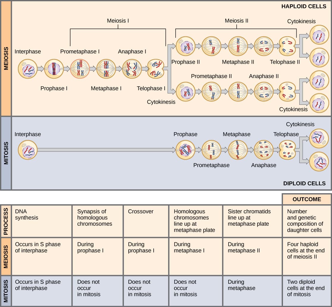 Mitosis vs meiosis processes, The Process of Meiosis · Biology