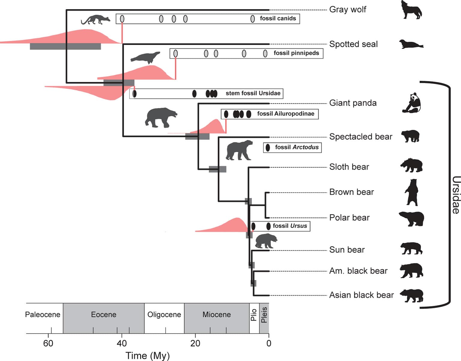 Molecular clock hypothesis and applications, Frontiers | Using the Fossil Record to Evaluate Timetree Timescales