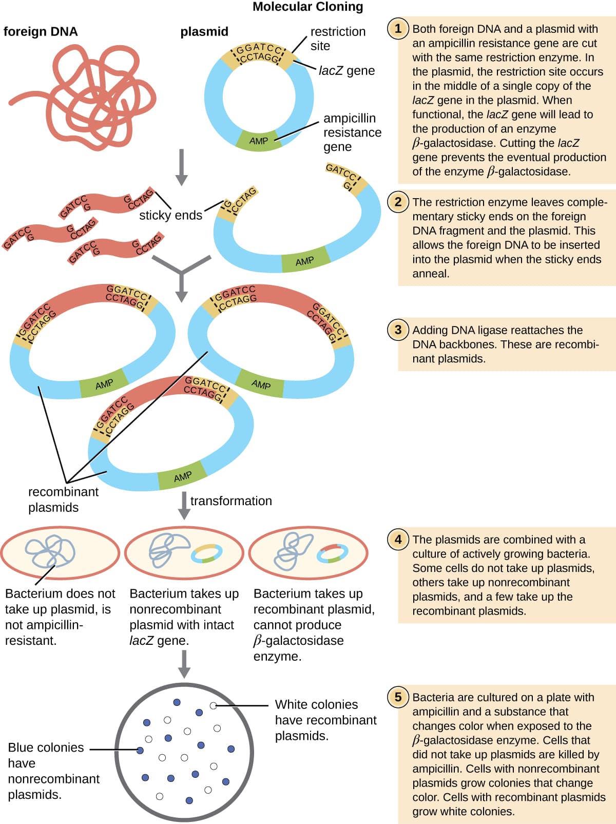 Molecular genetics tools from microorganisms, Microbes and the Tools of Genetic Engineering · Microbiology