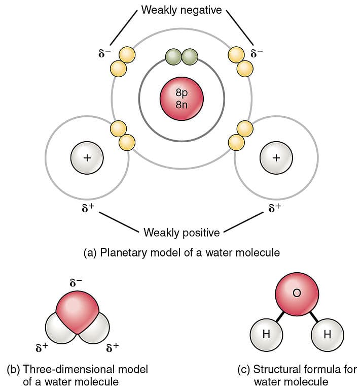Molecular Structure and Hydrogen Bonding, Water – Principles of Biology