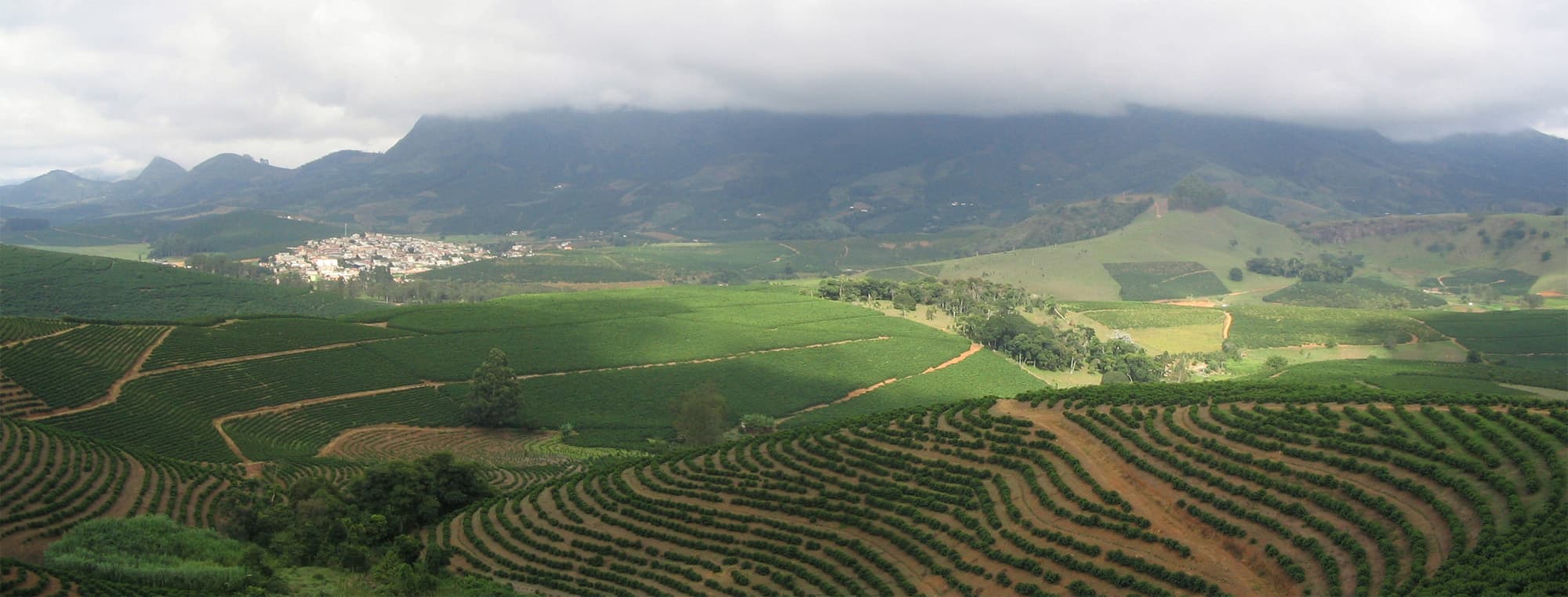 Monoculture Economies Driven by Export-Led Growth, File:Coffee Plantation.jpg - Wikipedia