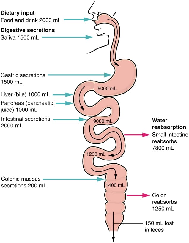 Monogastric and Ruminant Digestion, Chemical Digestion and Absorption: A Closer Look · Anatomy and Physiology