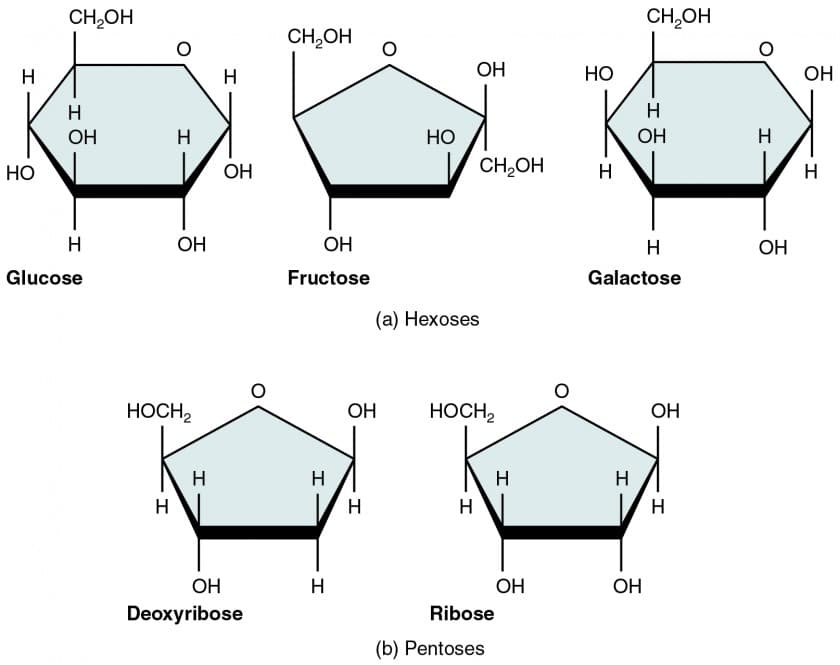 Monosaccharide building blocks, Organic Compounds | Anatomy and Physiology