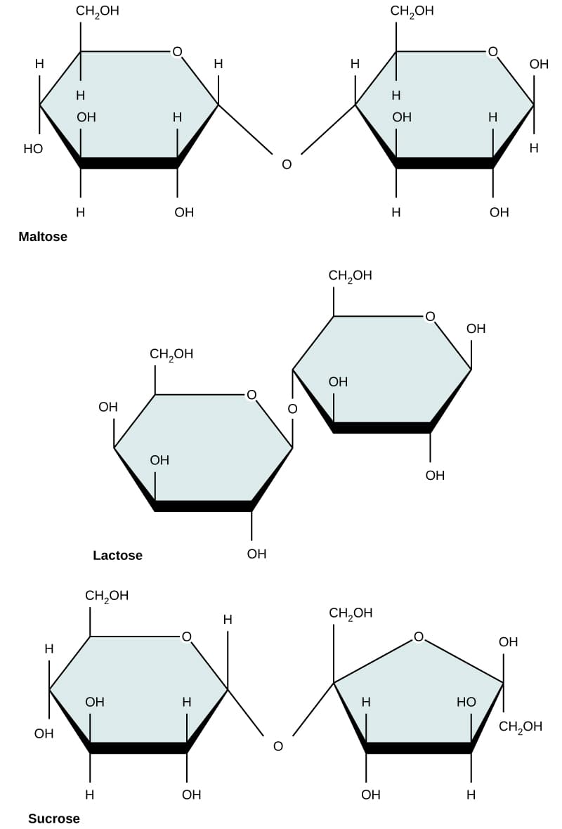 is c h o a lipid protein or carbohydrate CH103 - Chapter 8: The Major Macromolecules Organic Compounds: Carbohydrates, Lipids, Proteins,