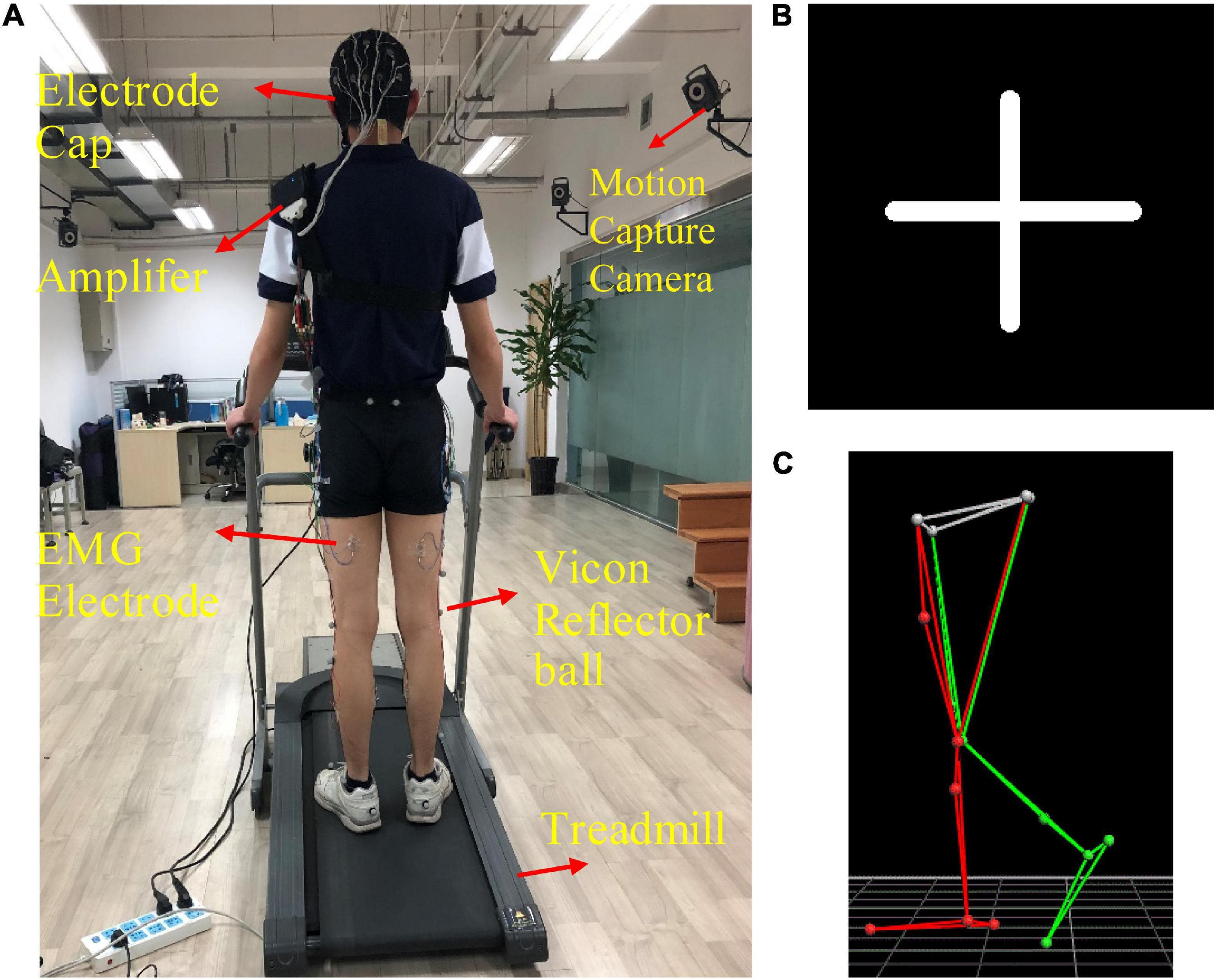 Motion Capture and Muscle Activation Analysis, Frontiers | Surface Electromyography and Electroencephalogram-Based Gait Phase Recognition and ...