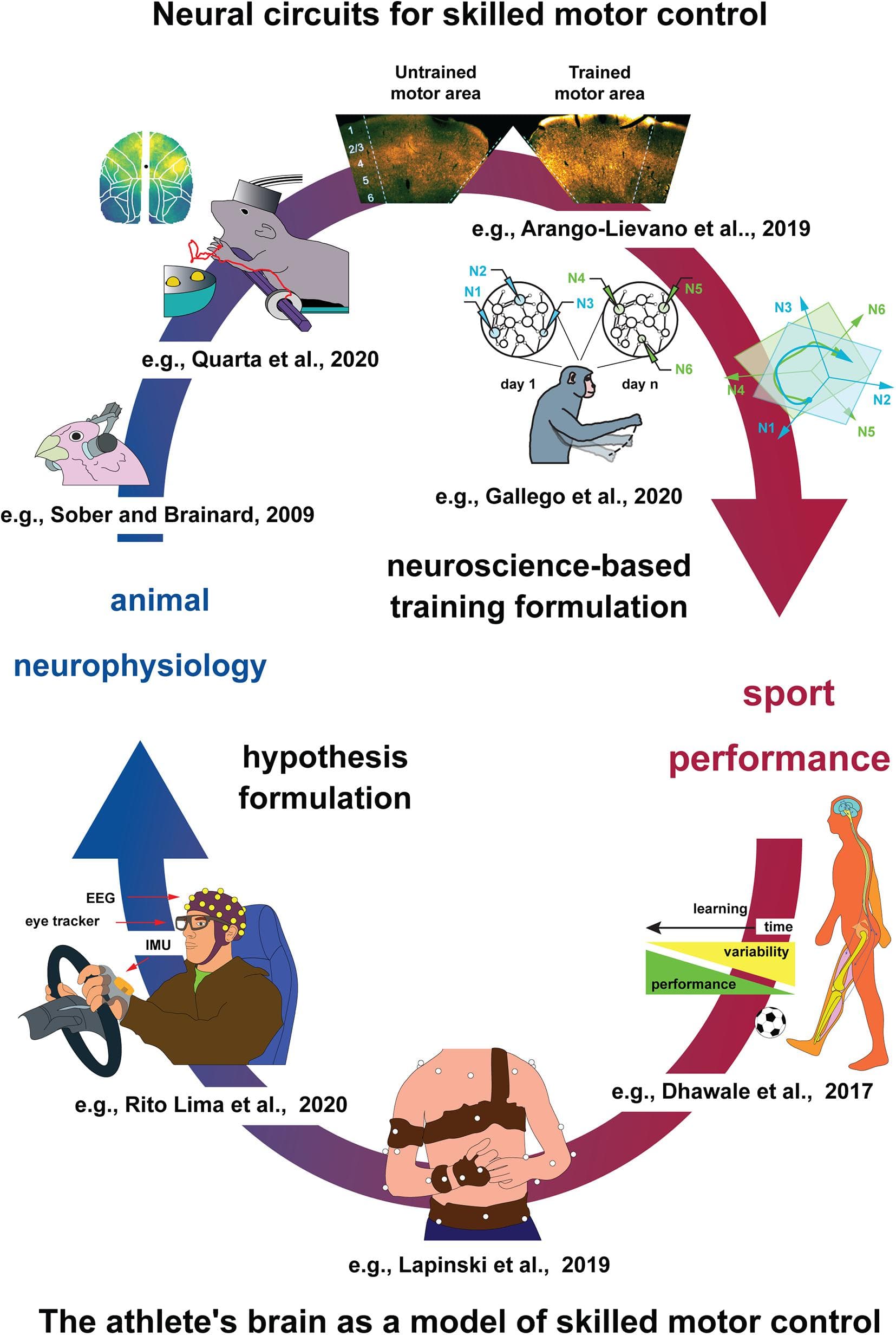 Definitions and Importance, Frontiers | Future Portrait of the Athletic Brain: Mechanistic Understanding of Human Sport ...