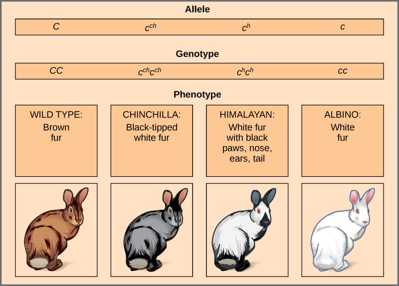 Multiple alleles and trait examples, Multiple Alleles | Biology for Majors I
