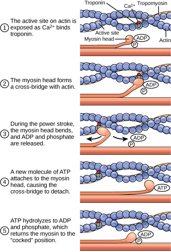 Filament Composition and Interaction, Muscle Contraction and Locomotion | Boundless Biology