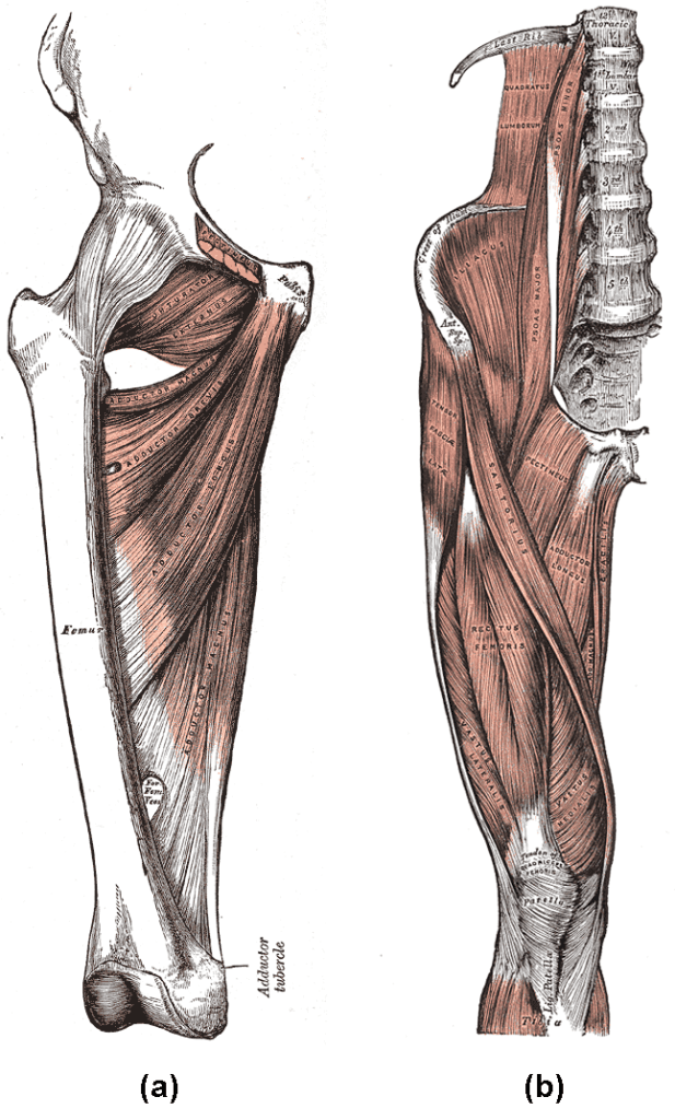 Muscles of pelvic girdle and lower limb, Muscles of the Lower Limb | Boundless Anatomy and Physiology