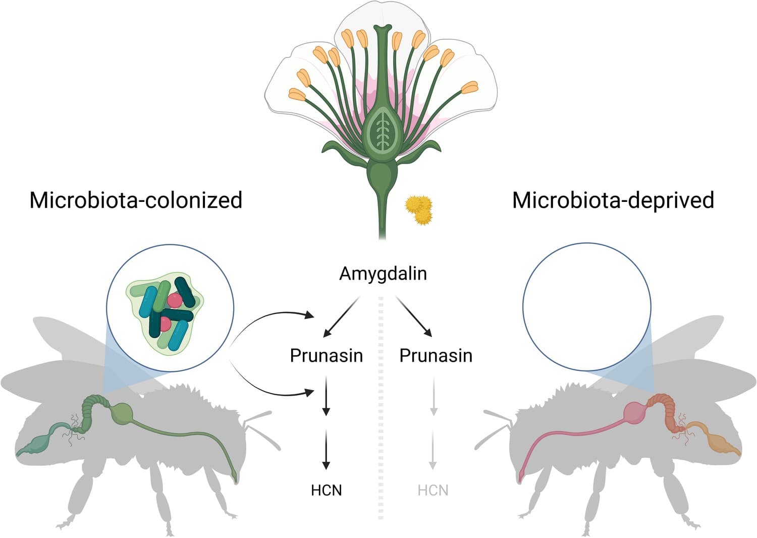 Mutualism vs commensalism vs parasitism, Gut Bacteria: Synergy in symbiosis | eLife