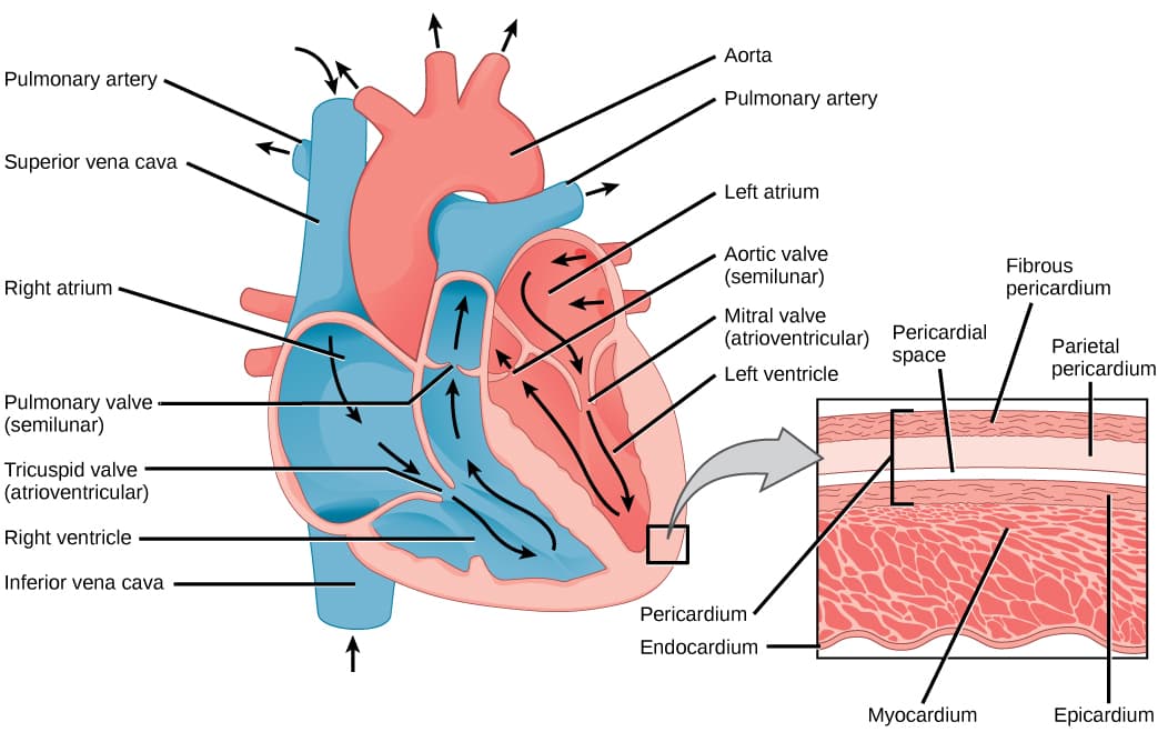 Myocardium, Structure of the Heart | Biology for Majors II