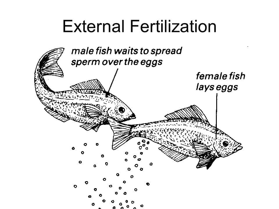 Natal dispersal, Topic 11.4: Sexual Reproduction - AMAZING WORLD OF SCIENCE WITH MR. GREEN