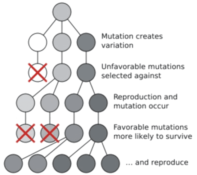 Natural Selection and Genetic Basis, Darwin and The Theory of Evolution ‹ OpenCurriculum