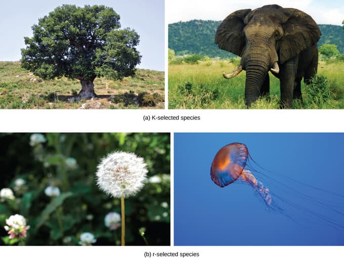 Natural selection in life history patterns, Life History Patterns | Boundless Biology