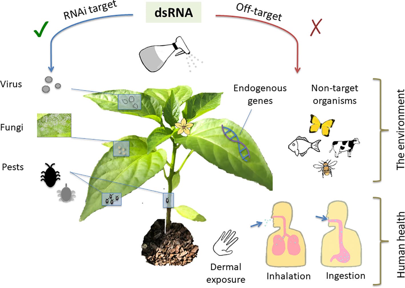 Natural vs synthetic toxins, Frontiers | A Perspective on RNAi-Based Biopesticides
