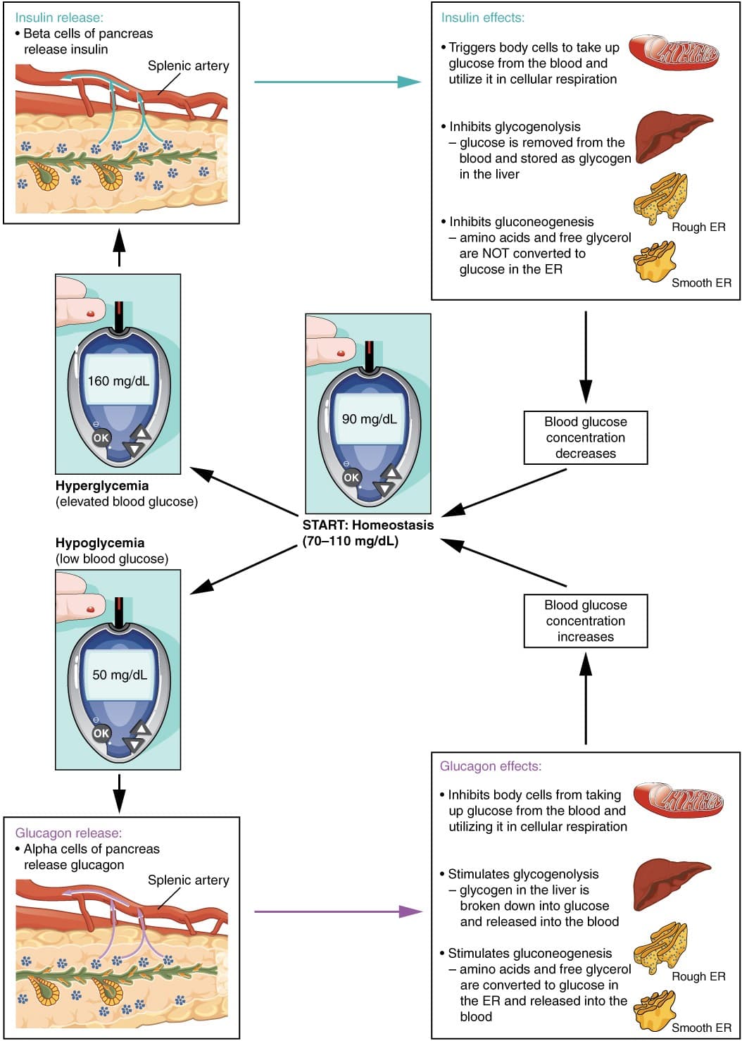 glutathione supplement g6pd deficiency Glucose‐6‐phosphate dehydrogenase deficiency in transfusion medicine: the unknown risks - Francis - 2013 - Vox Sanguinis glutathione supplement g6pd deficiency Glucose‐6‐phosphate dehydrogenase deficiency in transfusion medicine: the unknown risks - Francis - 2013 - Vox Sanguinis